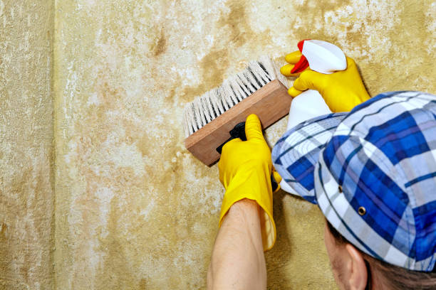 Mold Odor Removal Services in Dunn, NC